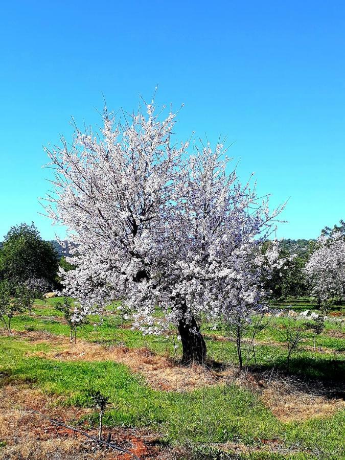 טאווירה Aparte Wohnung Mit Sudterrasse Am Park מראה חיצוני תמונה